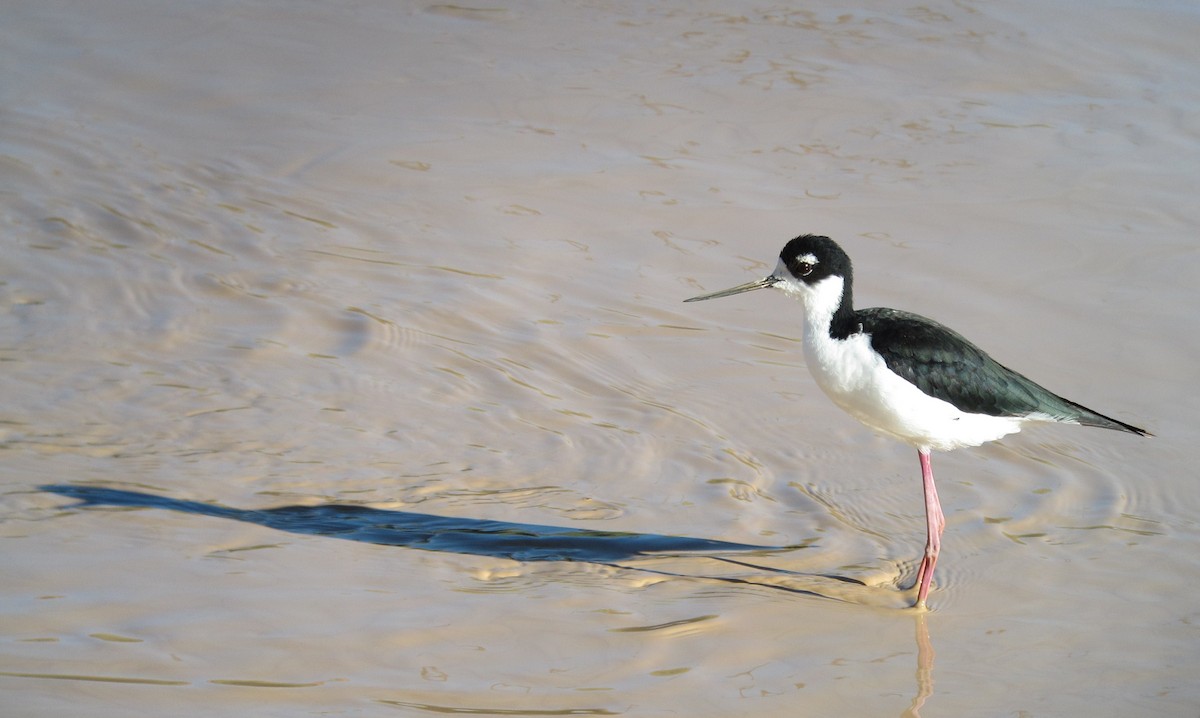 Black-necked Stilt - ML228872351