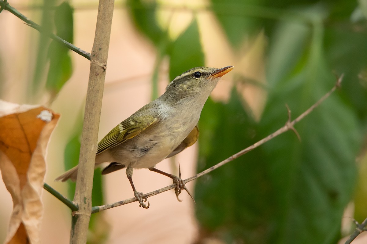 Claudia's Leaf Warbler - Ayuwat Jearwattanakanok