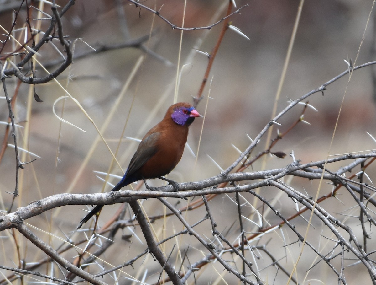 Violet-eared Waxbill - ML228873971