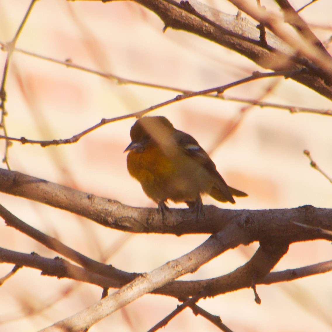 Baltimore Oriole - ML22887461