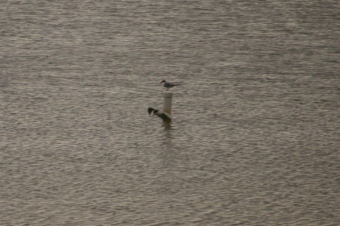 Forster's Tern - ML228874811