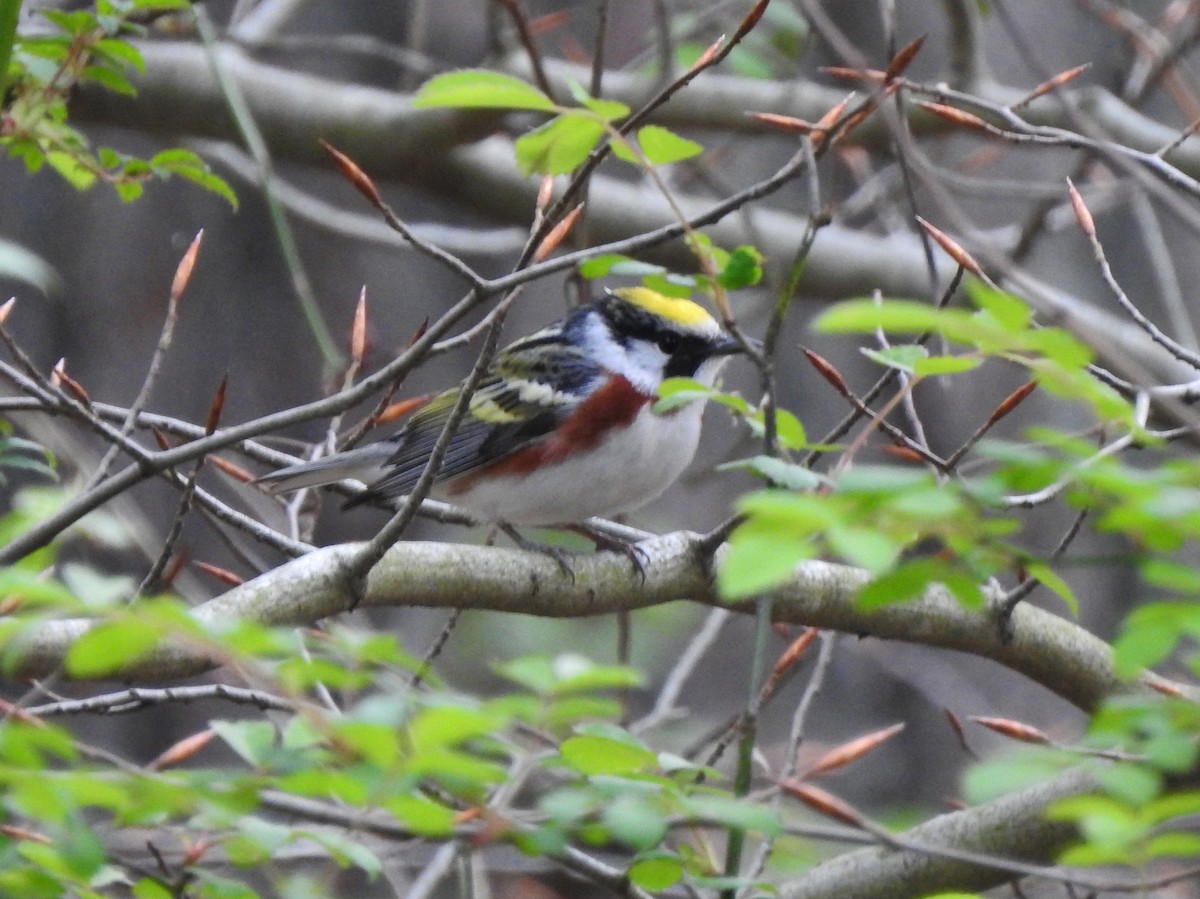 Chestnut-sided Warbler - ML228875331