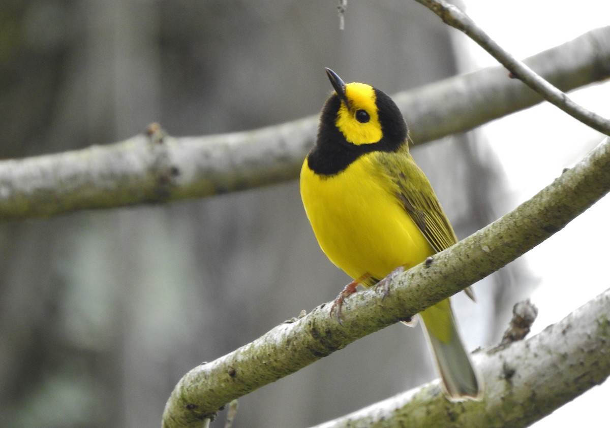 Hooded Warbler - ML228875341