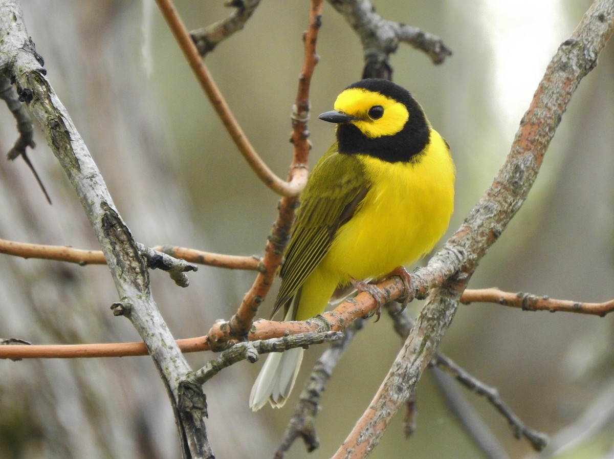 Hooded Warbler - ML228875351