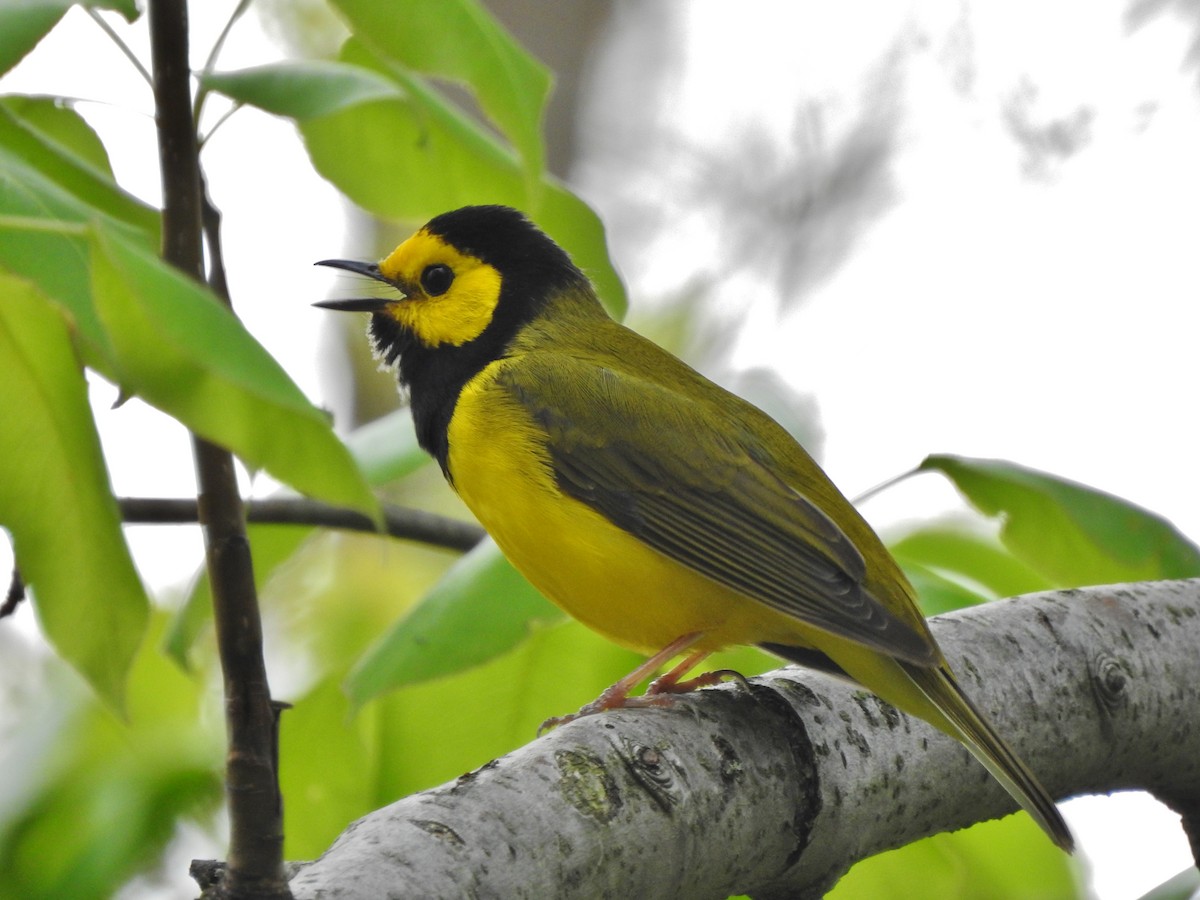 Hooded Warbler - ML228875371