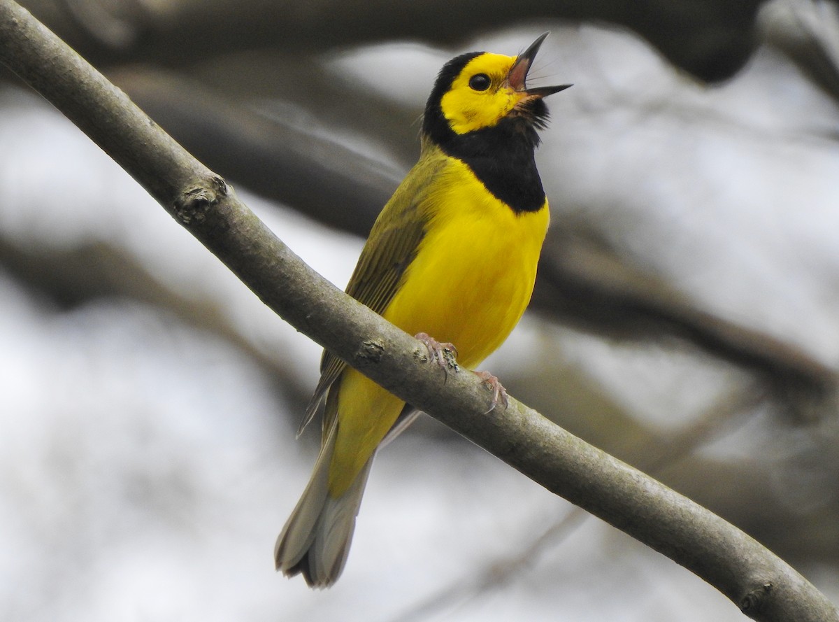 Hooded Warbler - Kent Miller