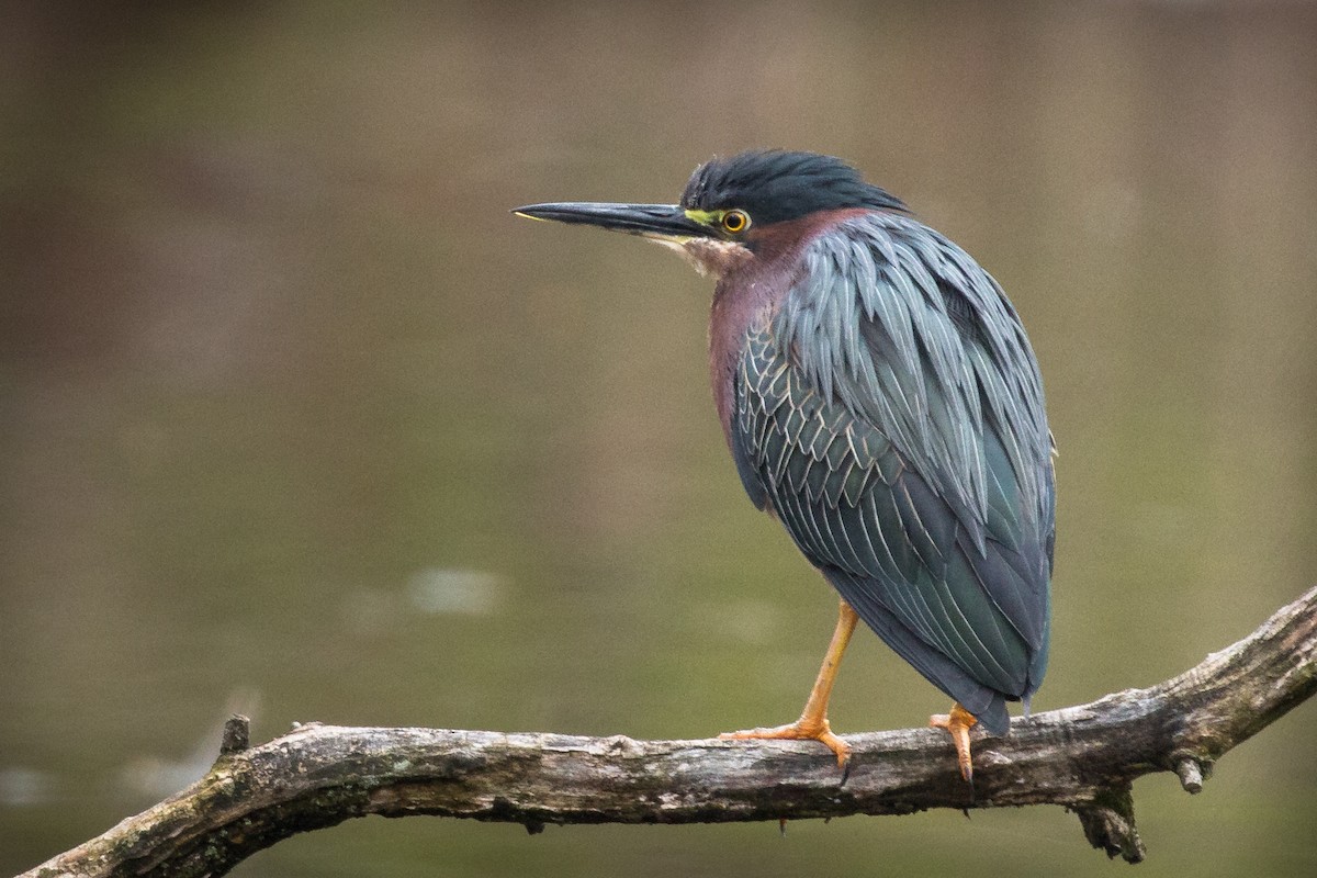 Green Heron - ML228881311