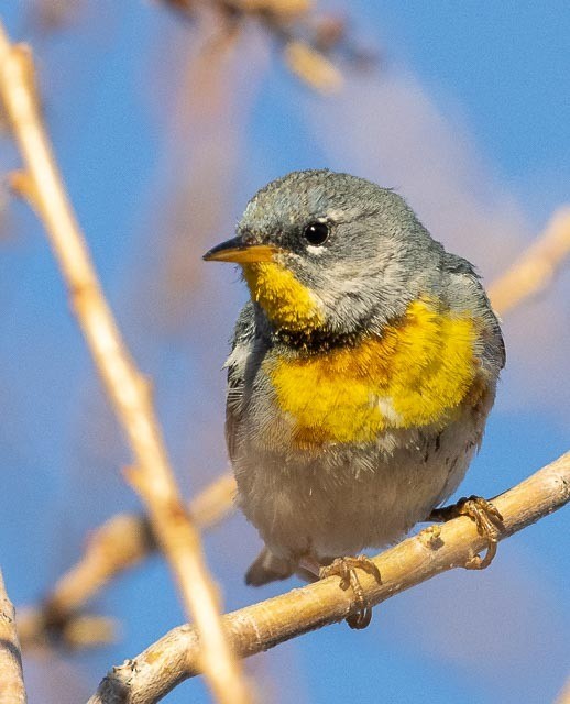 Northern Parula - ML228887241