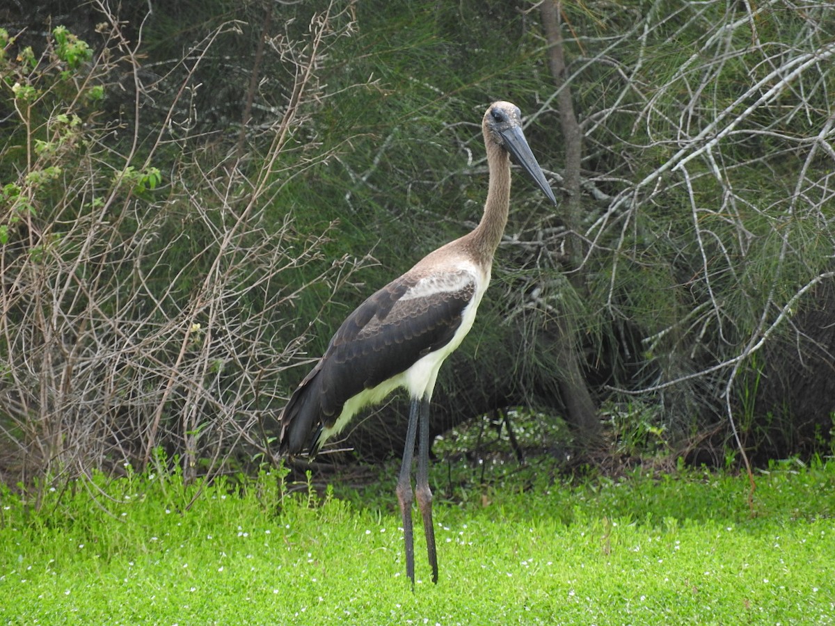 Black-necked Stork - ML228887281