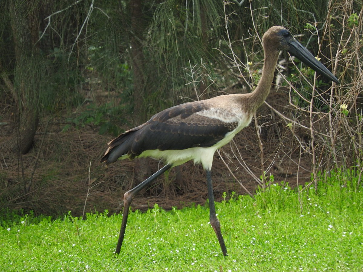 Black-necked Stork - ML228887341
