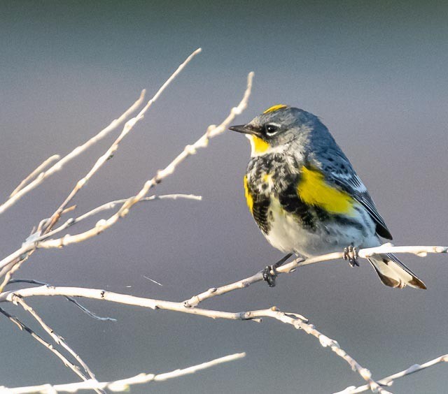 Yellow-rumped Warbler - ML228887711