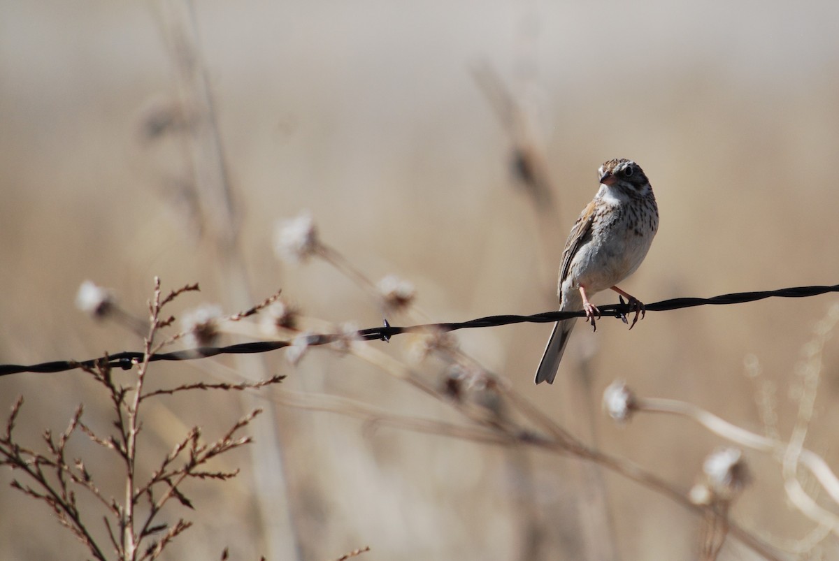 Vesper Sparrow - ML228892191