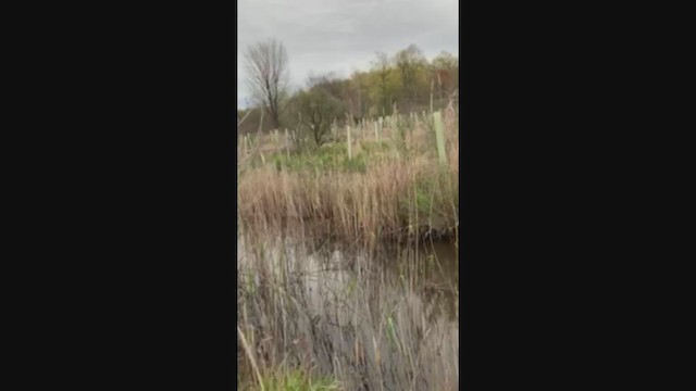 American Bittern - ML228892881