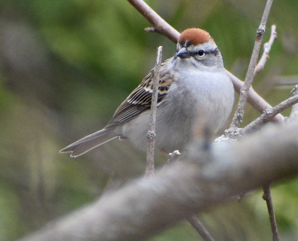 Chipping Sparrow - ML228893081