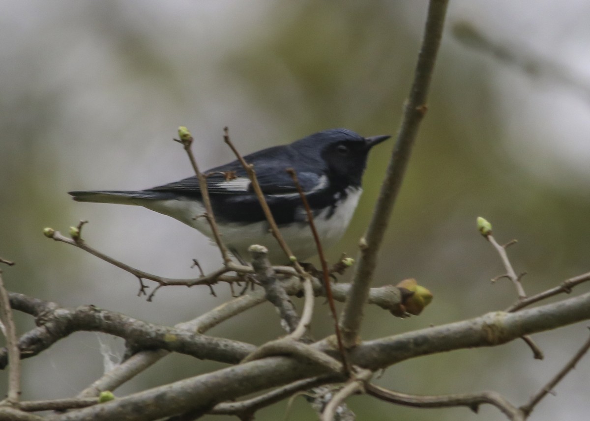 Black-throated Blue Warbler - Trefor Evans