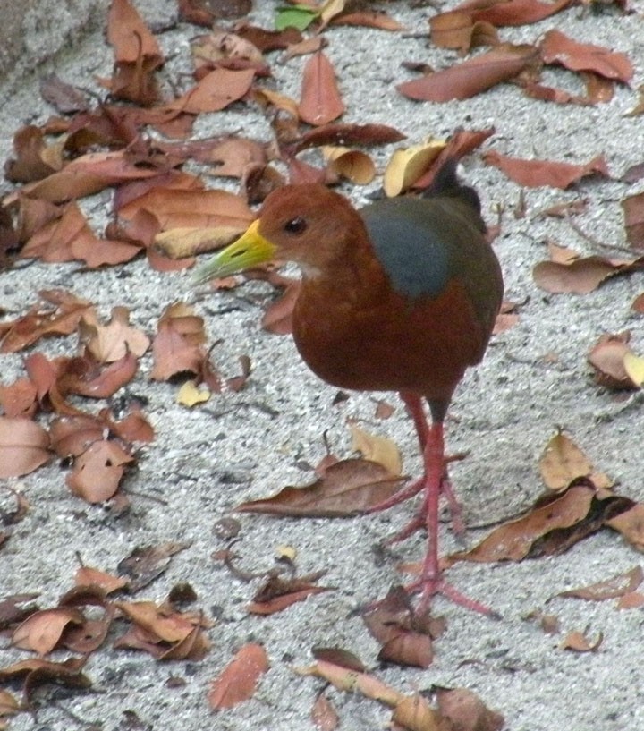 Rufous-necked Wood-Rail - ML228894421