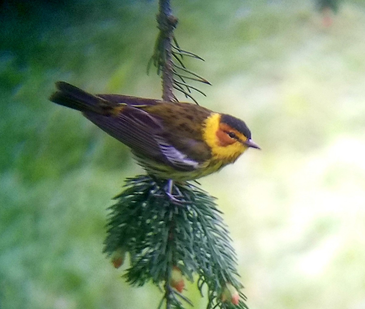 Cape May Warbler - ML228896951