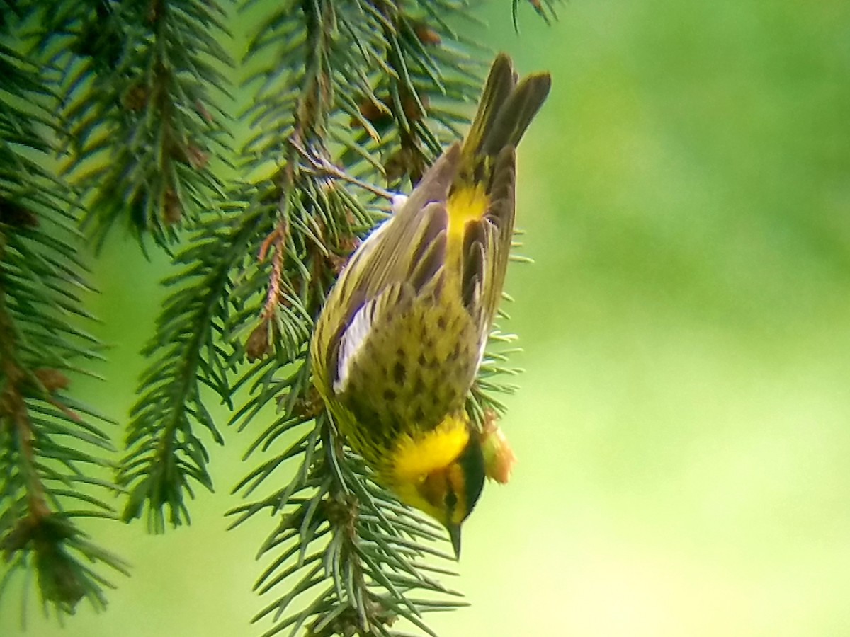 Cape May Warbler - ML228897011