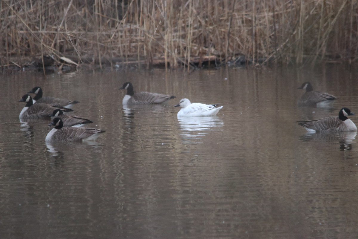 Snow Goose - Trefor Evans