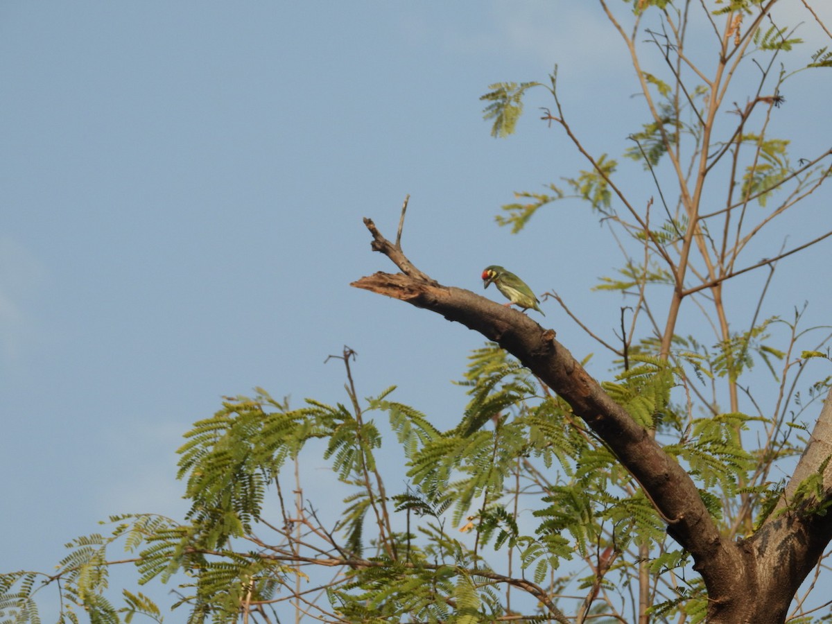 Coppersmith Barbet - Lakshmikant Neve