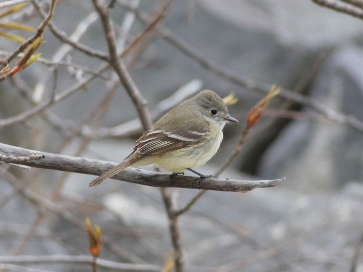 Dusky Flycatcher - ML228898941