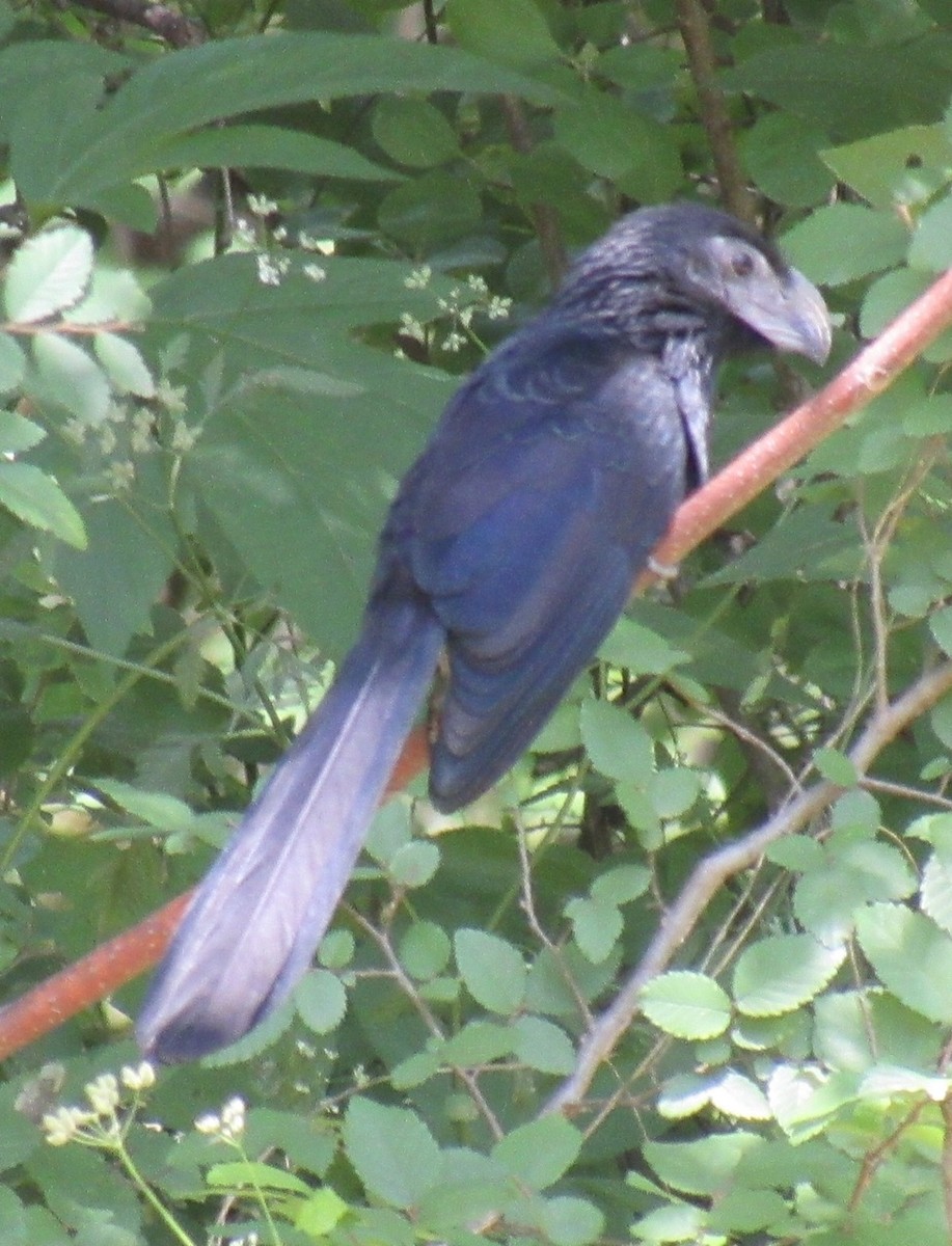 Groove-billed Ani - Adrian Johnson