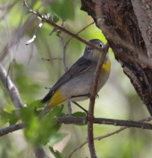 Virginia's Warbler - ML228901141