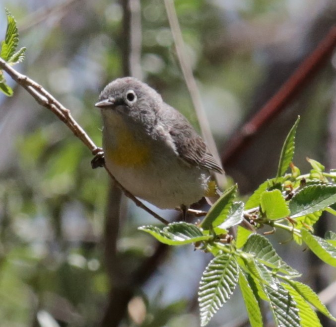 Virginia's Warbler - ML228901151