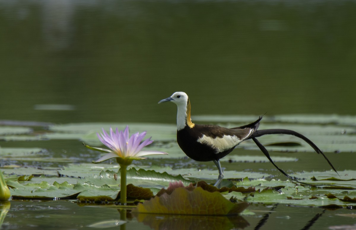 Pheasant-tailed Jacana - Debraj Ghosh