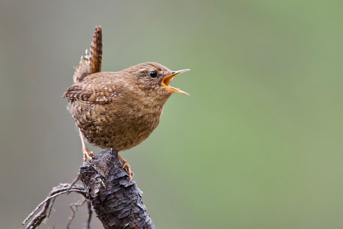 Pacific Wren - Jerry McFetridge