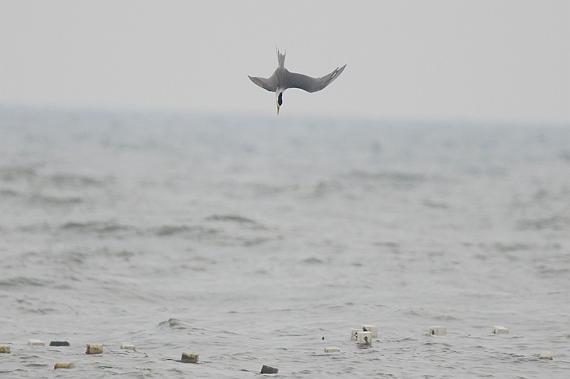 Great Crested Tern - ML22890651