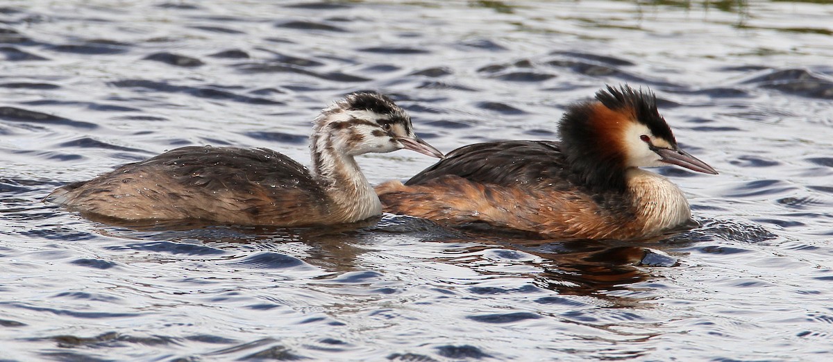 Great Crested Grebe - ML228908691