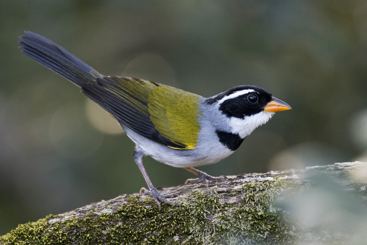 Saffron-billed Sparrow - Luiz Carlos Ramassotti