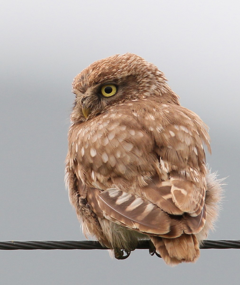 Little Owl - ML228909521