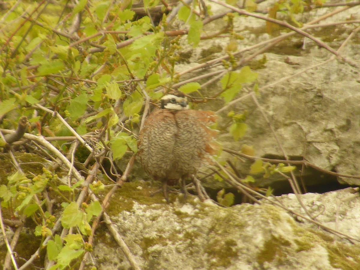 Northern Bobwhite - ML228912551