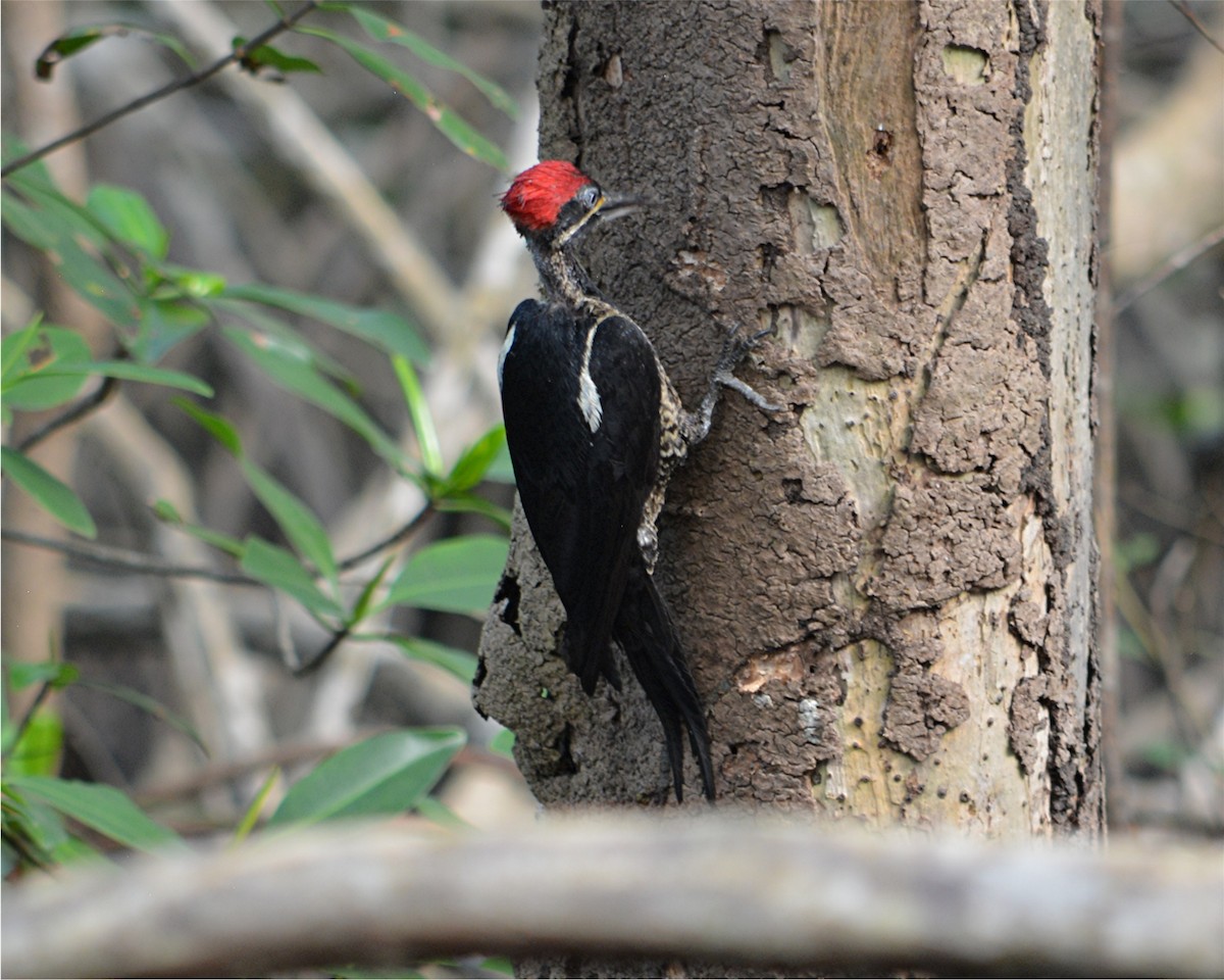 Lineated Woodpecker - ML228913191