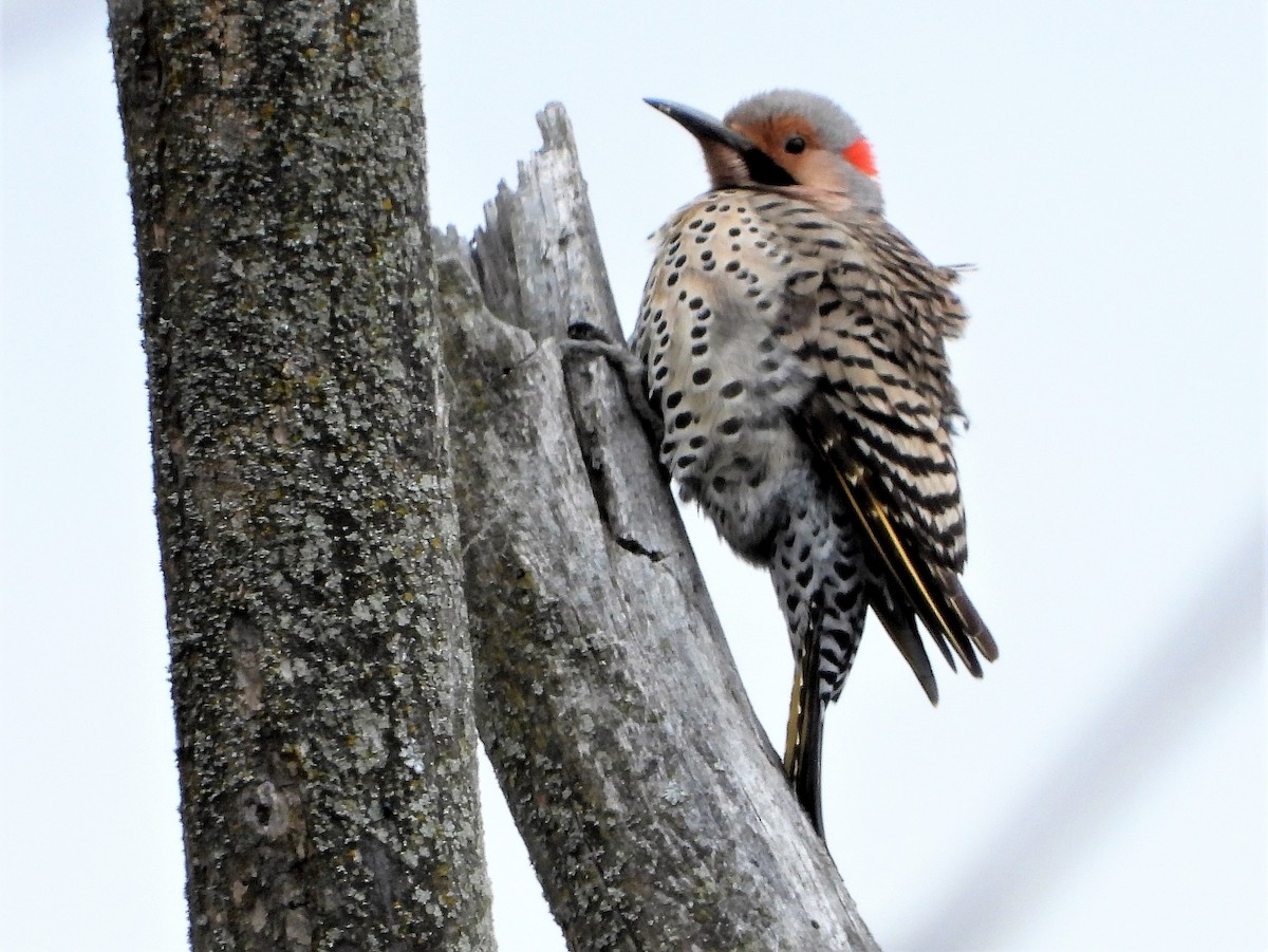 Northern Flicker - ML228913291