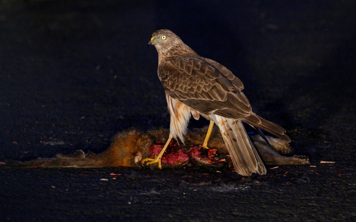 Swamp Harrier - ML228913901