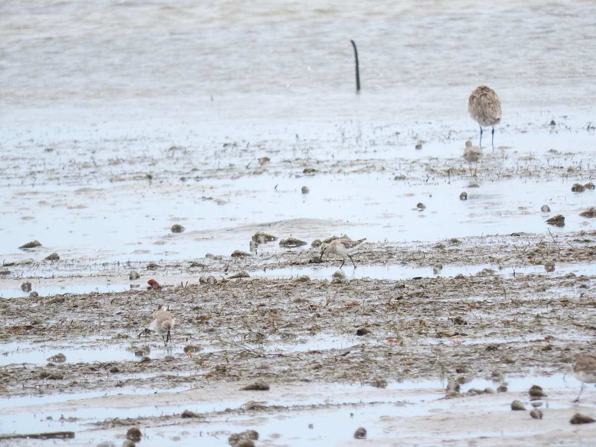 Curlew Sandpiper - ML228914291