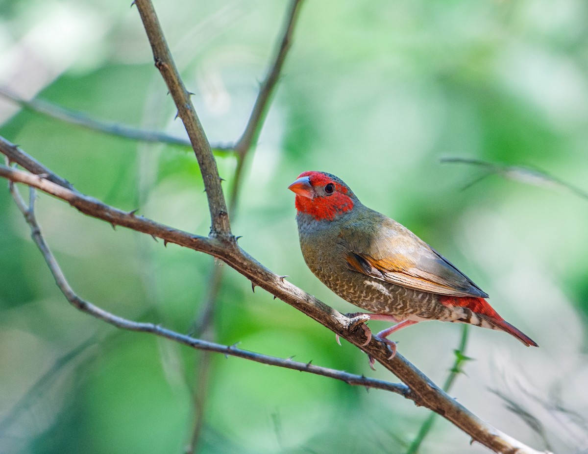 Orange-winged Pytilia - ML228914831