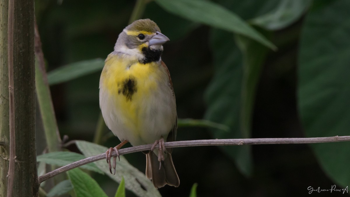 Dickcissel d'Amérique - ML228914981