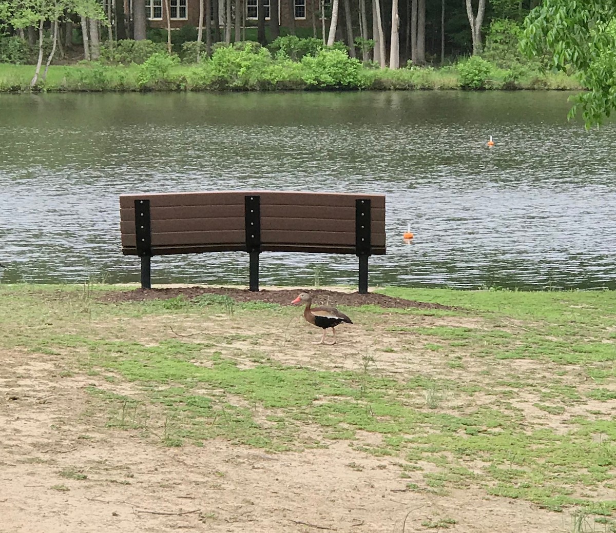 Black-bellied Whistling-Duck - ML228915681