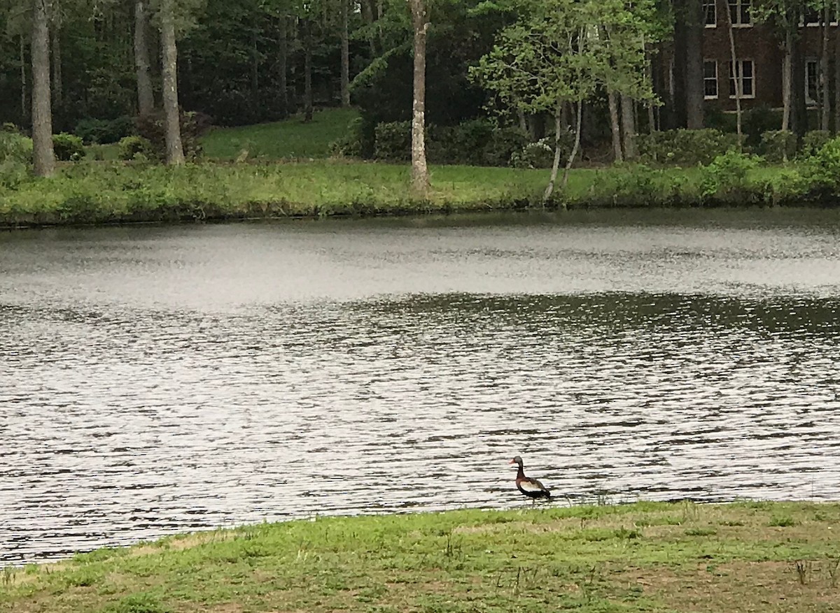 Black-bellied Whistling-Duck - ML228915691