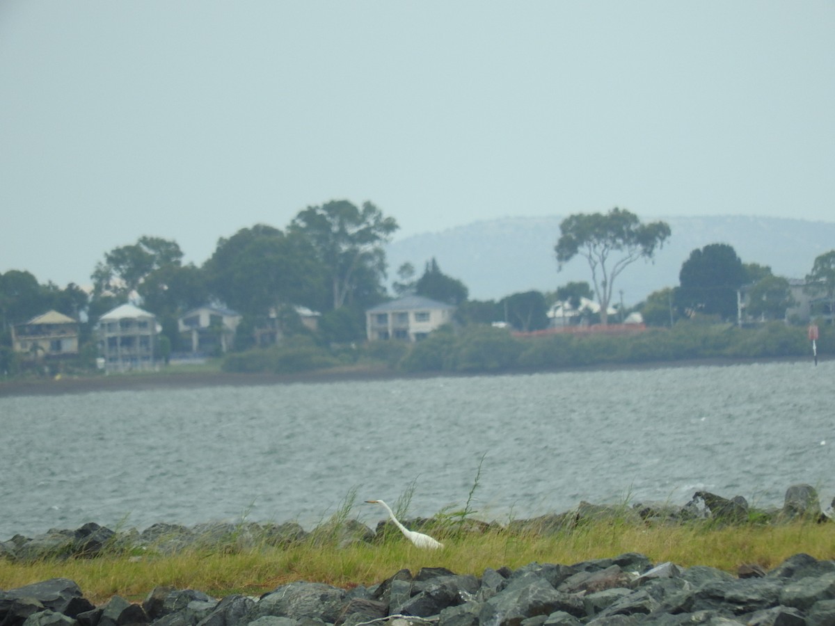 Great Egret - ML228916211