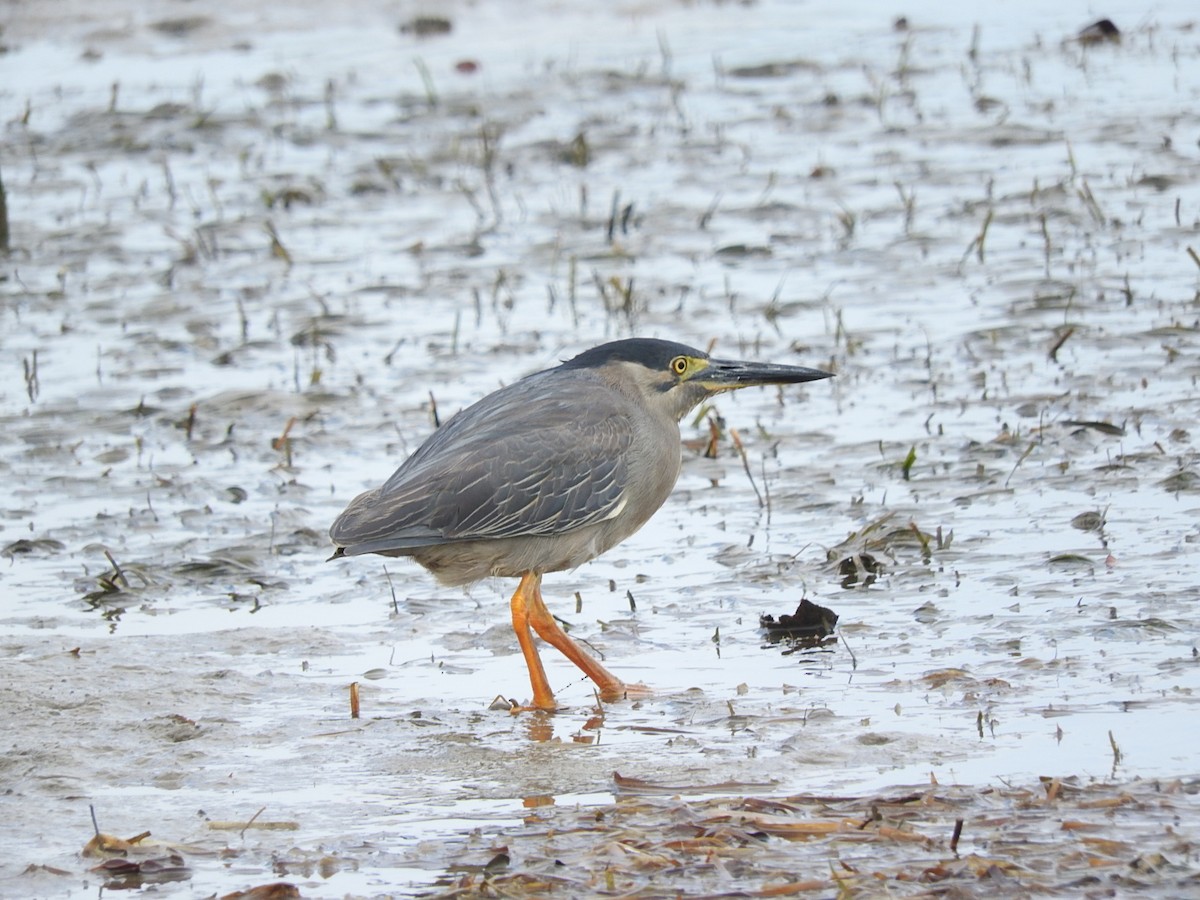 Striated Heron - ML228916341