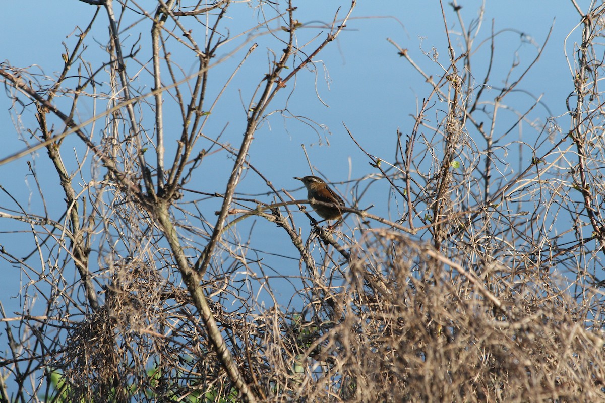 Marsh Wren - ML228917861