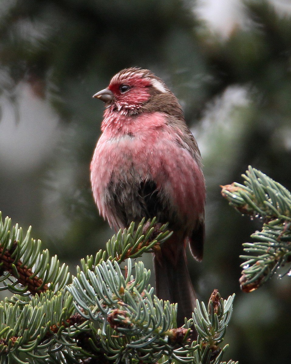 Chinese White-browed Rosefinch - Hal and Kirsten Snyder
