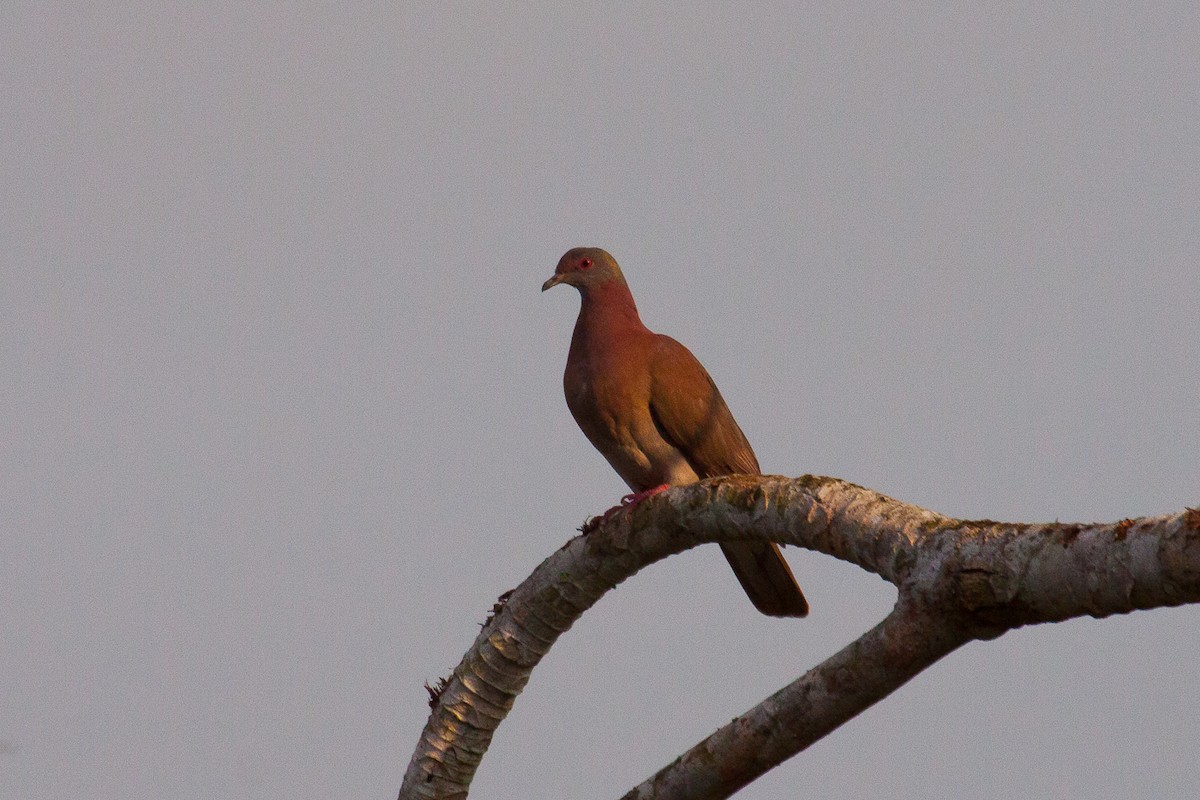 Pale-vented Pigeon - John Keator