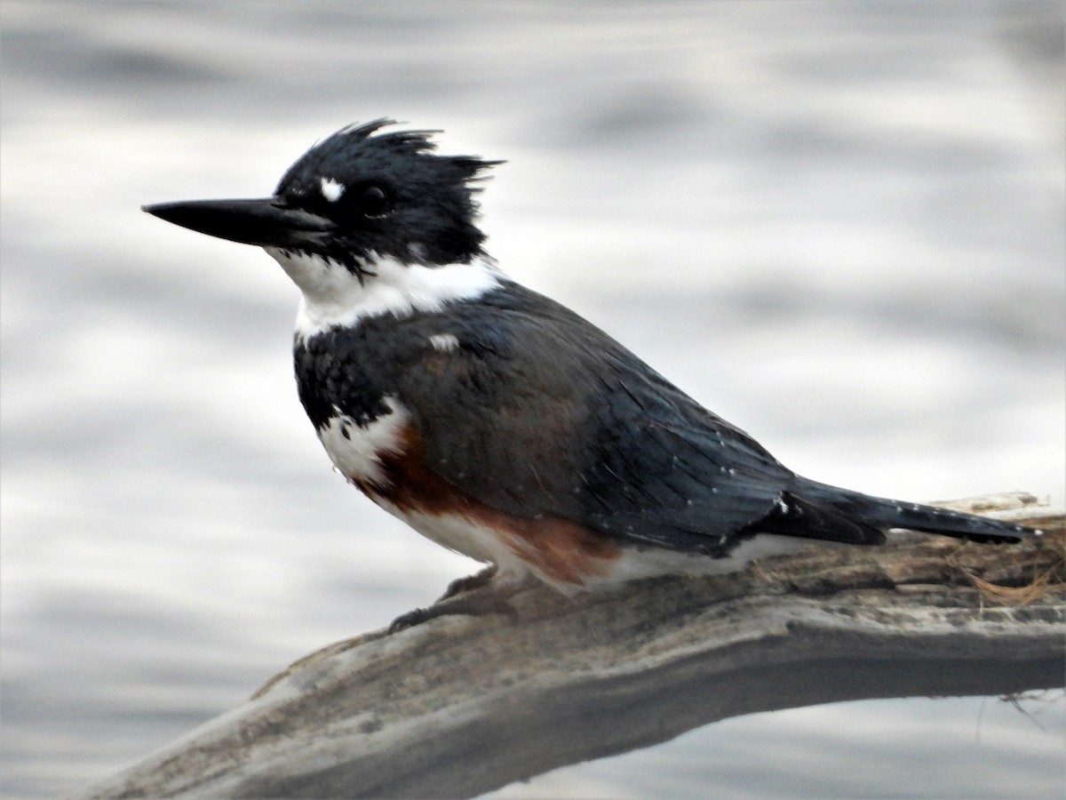 Belted Kingfisher - ML228918831