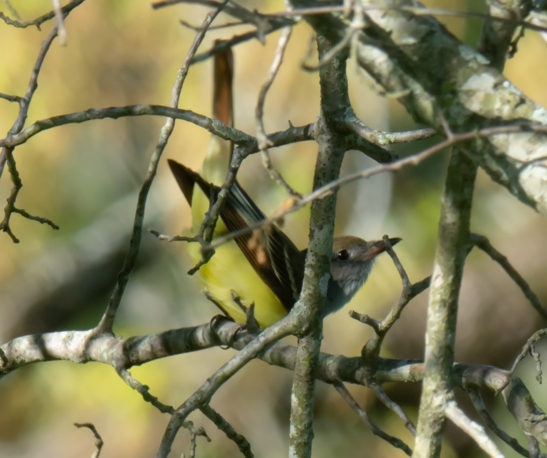 Great Crested Flycatcher - ML228919671